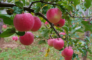 农副产品精深加工 - 山地苹果