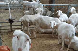 畜牧业养殖及加工 - 湖羊